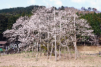 薄墨桜