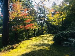 花筐もみじ