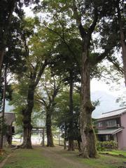 水間神社ケヤキ